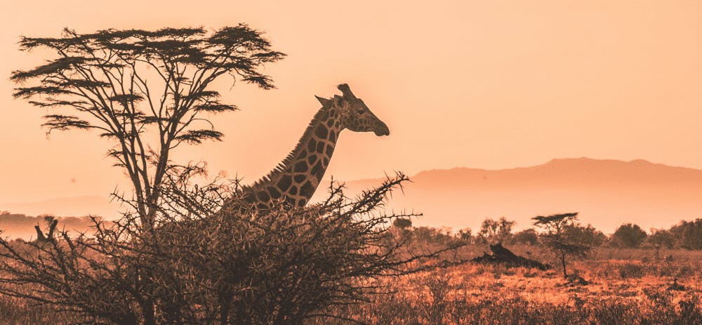Spelbolag på nätet – nu också i Afrika