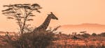 Spelbolag på nätet – nu också i Afrika